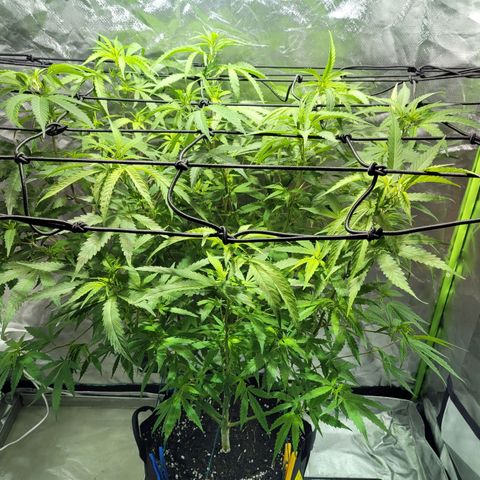 Son Goku growlog timeline photo