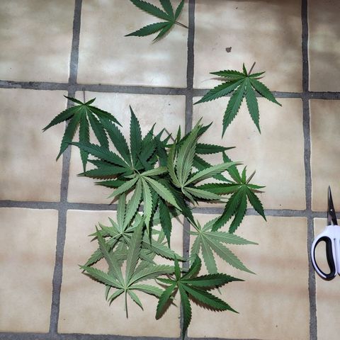 Son Goku growlog timeline photo