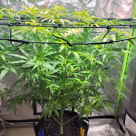 Son Goku growlog timeline photo