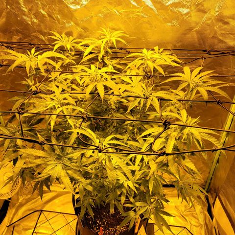 Son Goku growlog timeline photo
