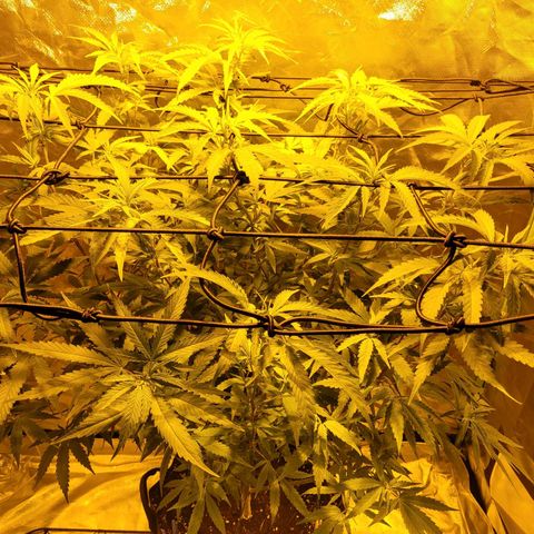 Son Goku growlog timeline photo