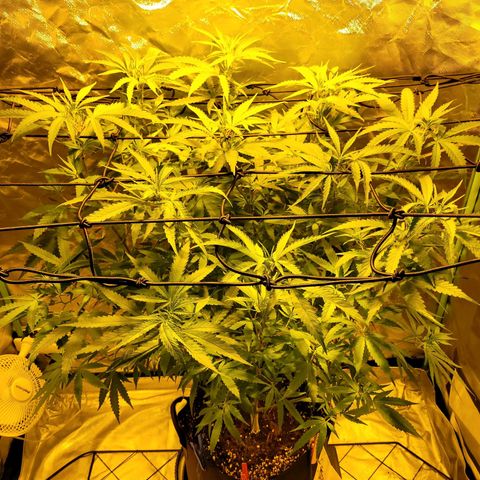 Son Goku growlog timeline photo