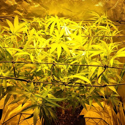 Son Goku growlog timeline photo