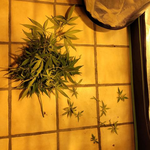 Son Goku growlog timeline photo