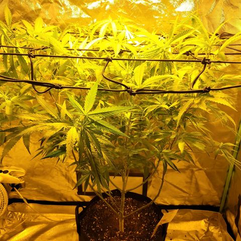 Son Goku growlog timeline photo