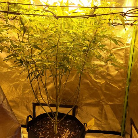 Son Goku growlog timeline photo