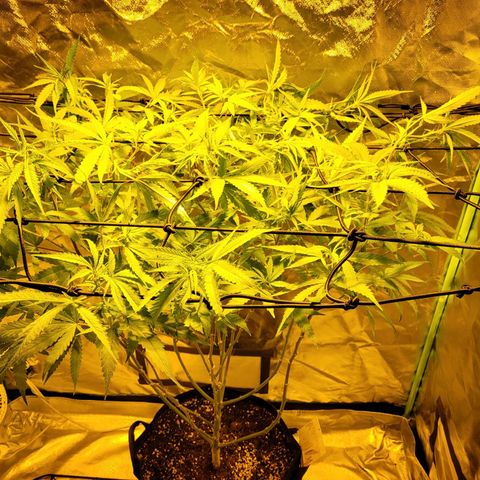 Son Goku growlog timeline photo
