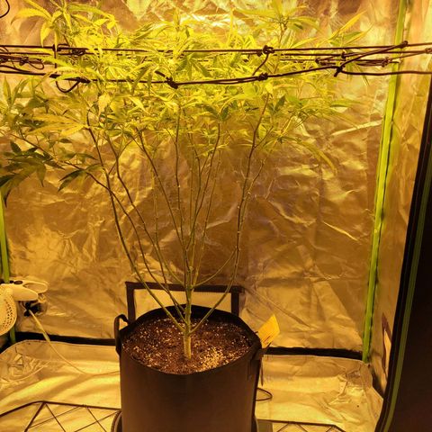 Son Goku growlog timeline photo