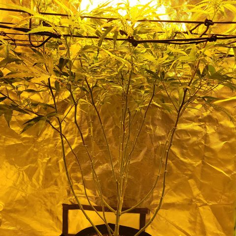 Son Goku growlog timeline photo