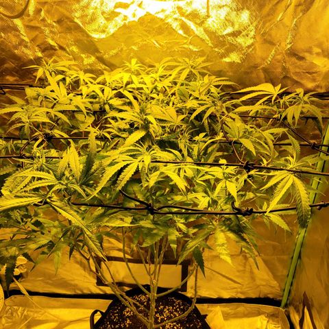 Son Goku growlog timeline photo