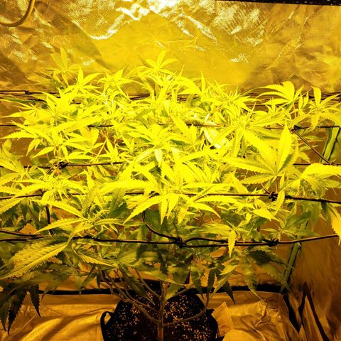 Son Goku growlog timeline photo