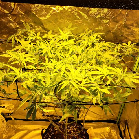 Son Goku growlog timeline photo