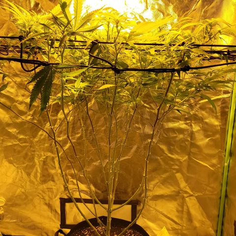Son Goku growlog timeline photo