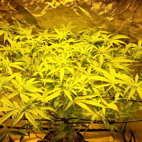 Son Goku growlog timeline photo