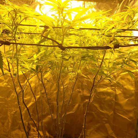 Son Goku growlog timeline photo