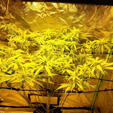 Son Goku growlog timeline photo