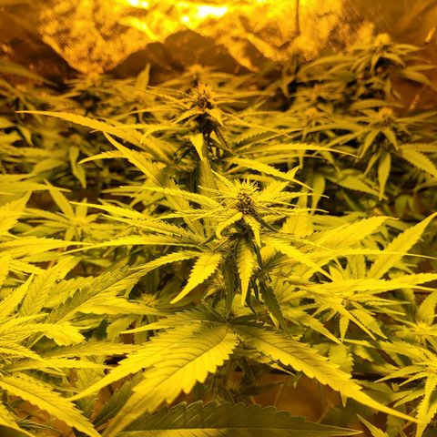 Son Goku growlog timeline photo