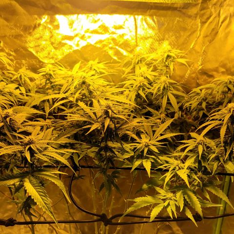 Son Goku growlog timeline photo