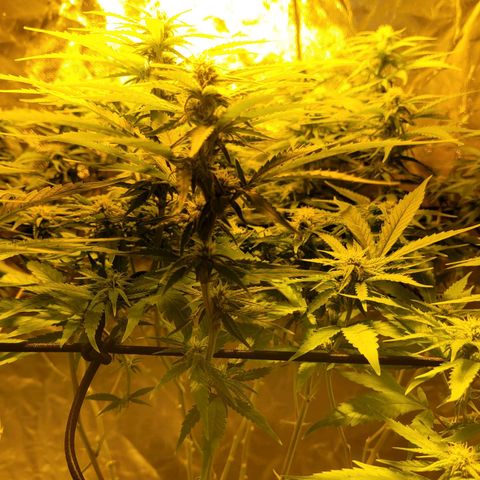 Son Goku growlog timeline photo