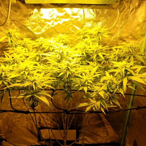 Son Goku growlog timeline photo