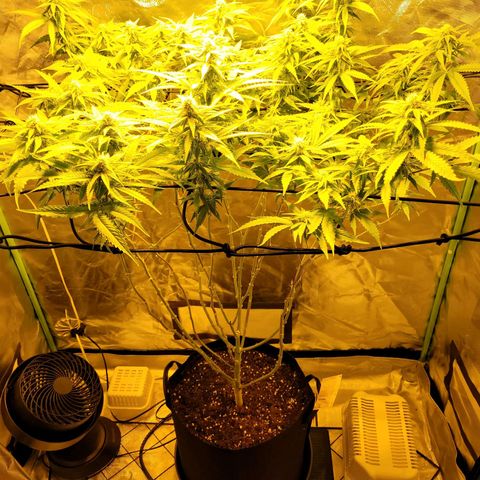 Son Goku growlog timeline photo