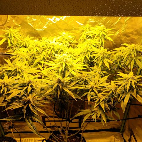 Son Goku growlog timeline photo