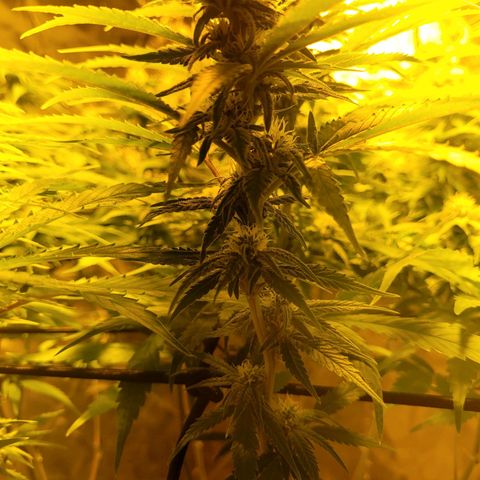 Son Goku growlog timeline photo