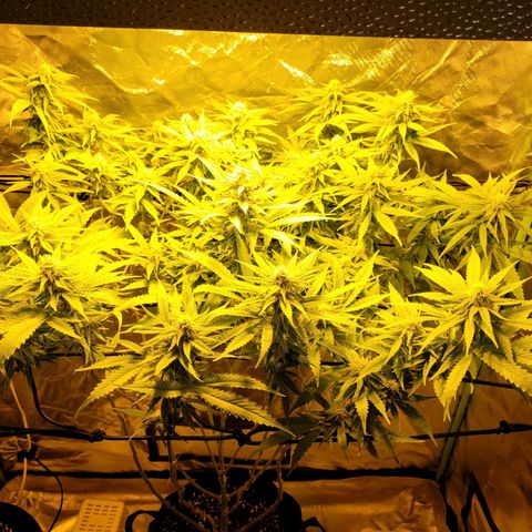 Son Goku growlog timeline photo