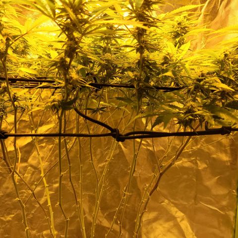 Son Goku growlog timeline photo