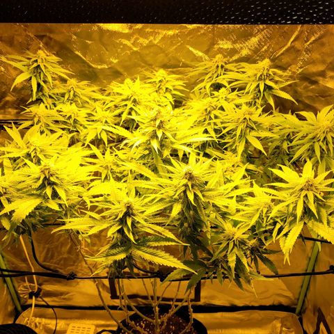 Son Goku growlog timeline photo