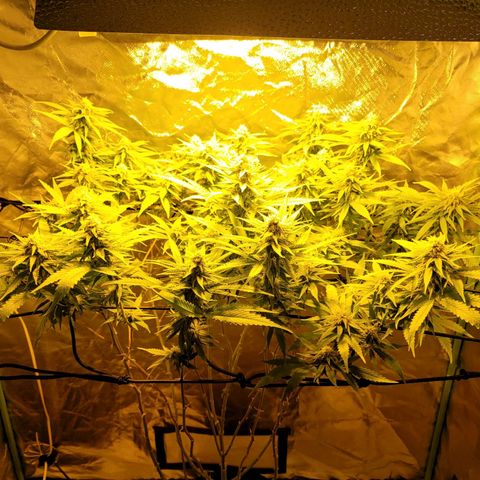Son Goku growlog timeline photo