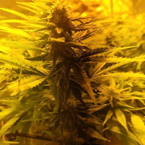 Son Goku growlog timeline photo