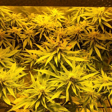 Son Goku growlog timeline photo