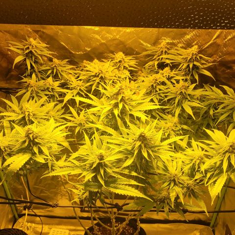 Son Goku growlog timeline photo
