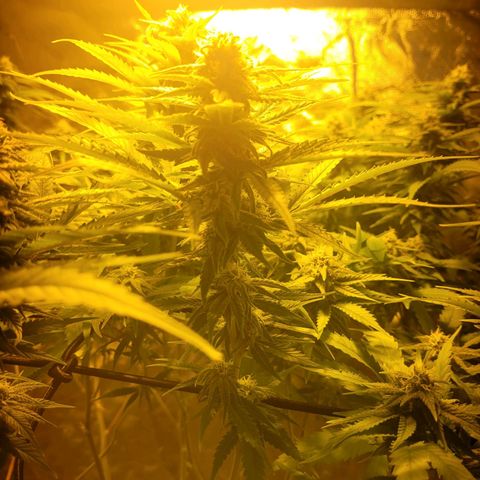 Son Goku growlog timeline photo