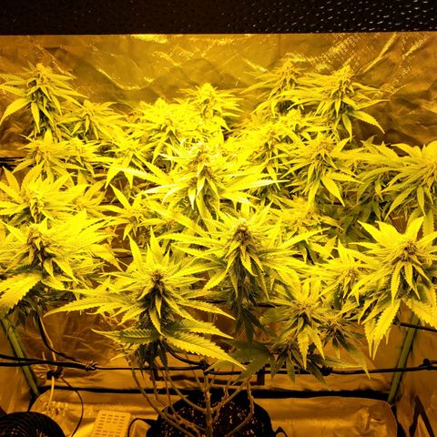 Son Goku growlog timeline photo