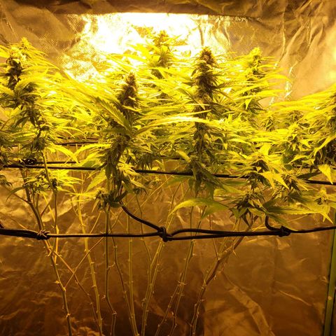 Son Goku growlog timeline photo