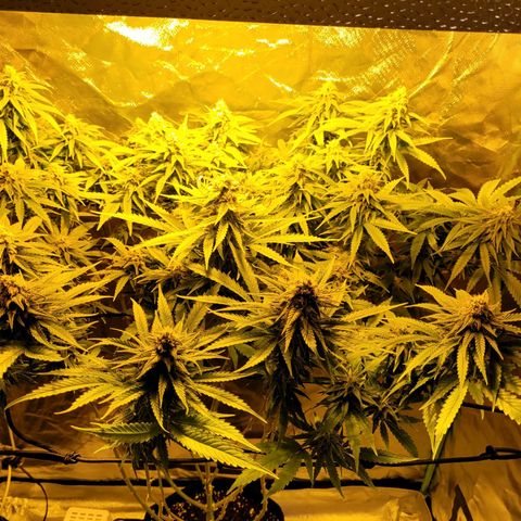 Son Goku growlog timeline photo
