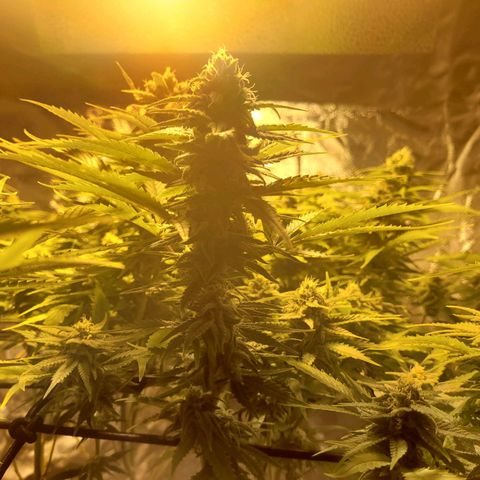 Son Goku growlog timeline photo
