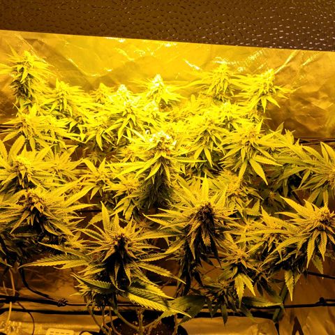 Son Goku growlog timeline photo