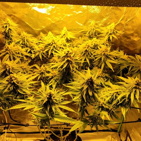 Son Goku growlog timeline photo