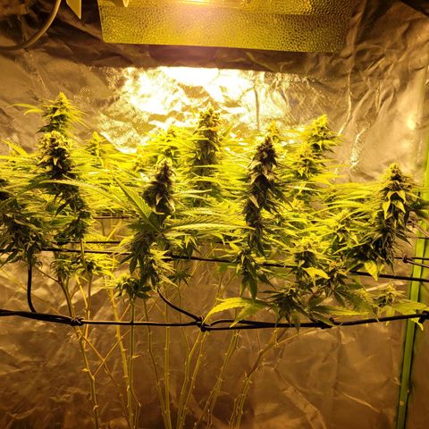 Son Goku growlog timeline photo