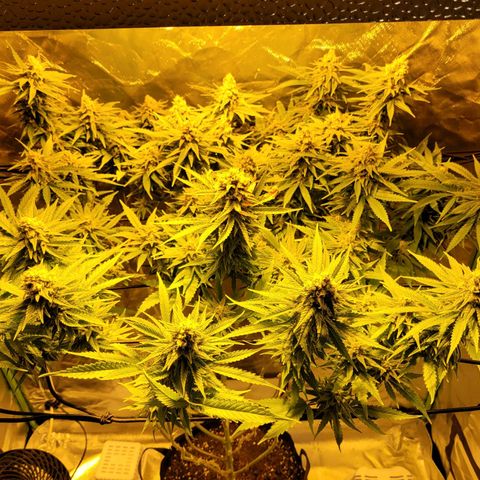 Son Goku growlog timeline photo
