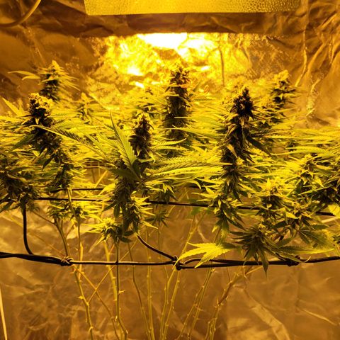 Son Goku growlog timeline photo