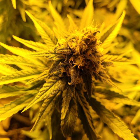 Son Goku growlog timeline photo
