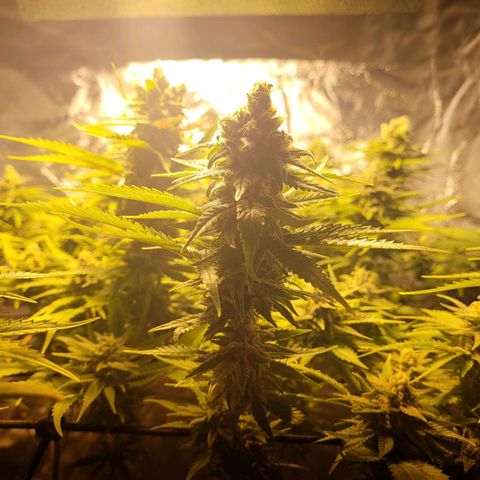 Son Goku growlog timeline photo