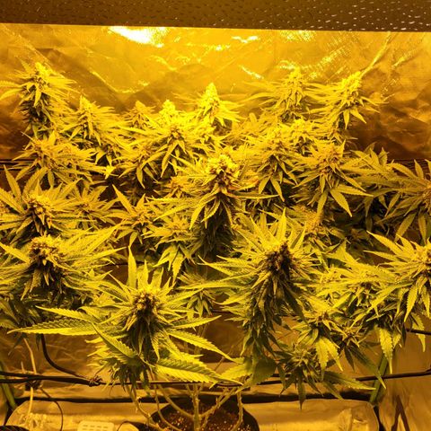 Son Goku growlog timeline photo