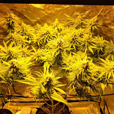 Son Goku growlog timeline photo