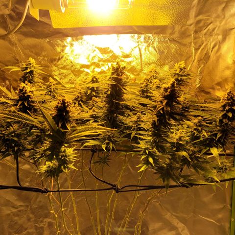 Son Goku growlog timeline photo