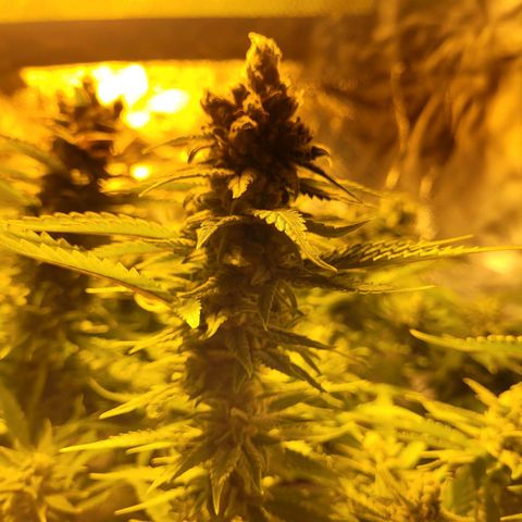 Son Goku growlog timeline photo